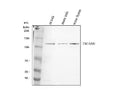 Anti-TRIF/TICAM1 Antibody Picoband®