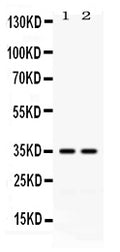 Anti-LFA3/CD58 Antibody Picoband®