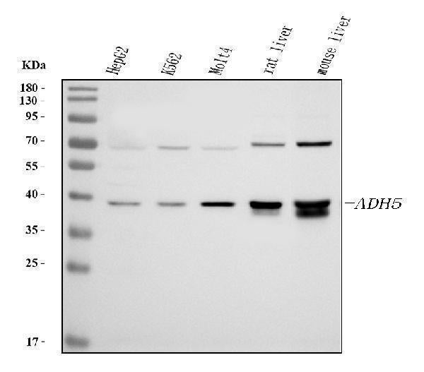 Anti-Alcohol dehydrogenase class-3 ADH5 Antibody Picoband®