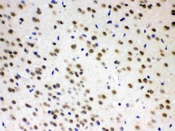 Anti-L-Arginine decarboxylase/AZIN2 Antibody Picoband®
