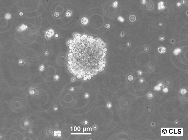 RPMI 1788 cell