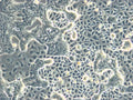 RPMI 2650 cell