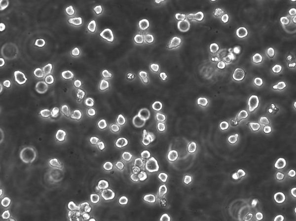 RPMI 8226 cell