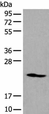 ARL1 Polyclonal Antibody – Figure 1 of 3