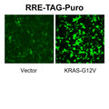 RRE Reporter Lentivirus – Figure 1