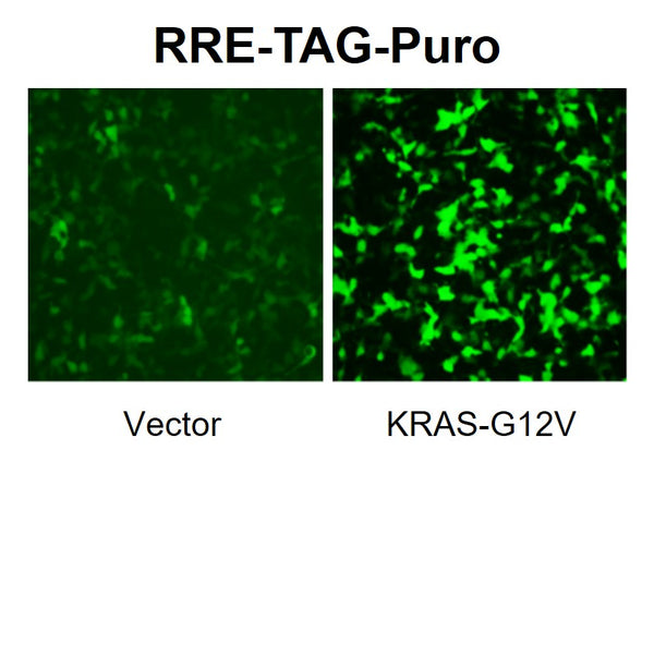 RRE Reporter Lentivirus – Figure 1