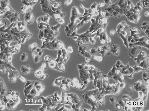 RT-112-D21 cell
