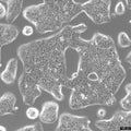RT-4 cell