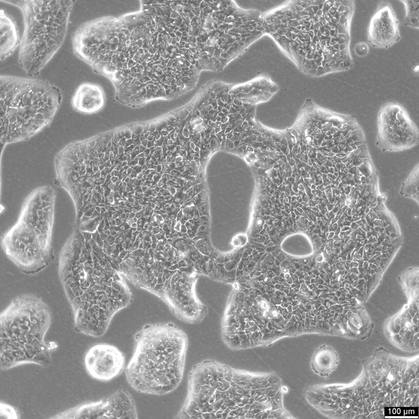 RT-4 cell