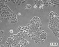 RTE-2 cell