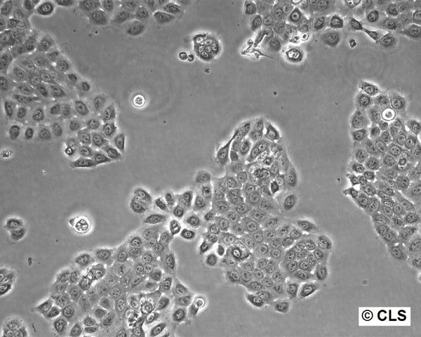RTE-2 cell