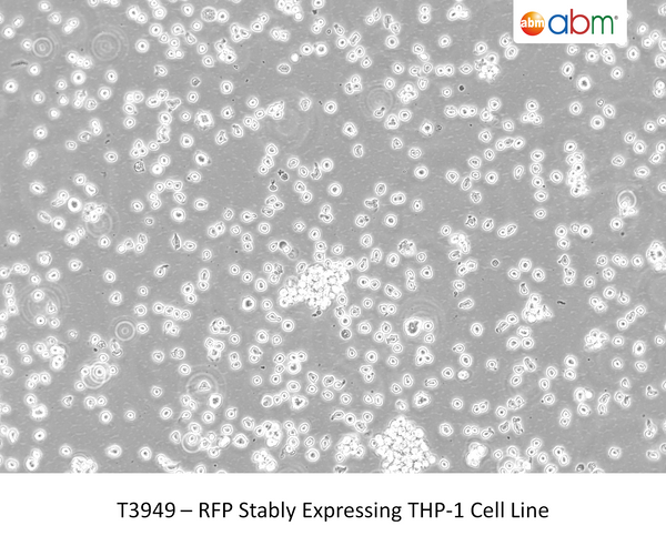 RFP Stably Expressing THP-1 Cell Line | Applied Biological Materials (abm)