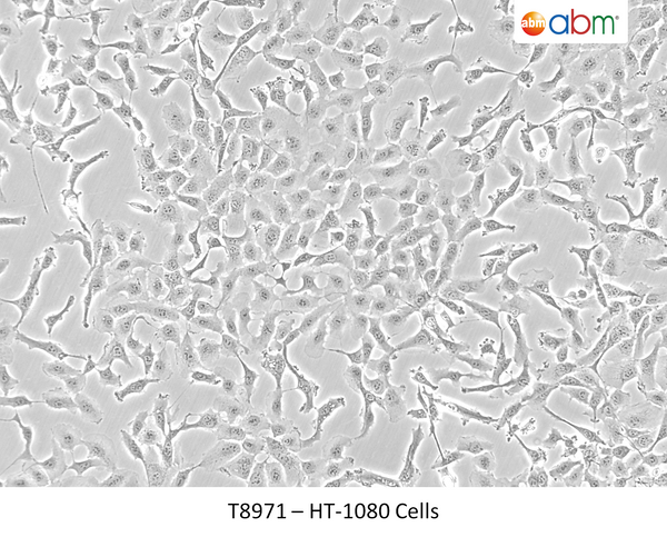 HT-1080 Cells | Applied Biological Materials (abm)