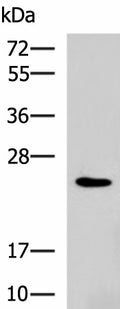RAB38 Polyclonal Antibody – Figure 1 of 4