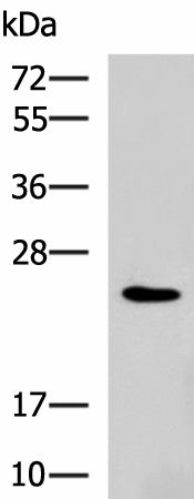 RAB38 Polyclonal Antibody – Figure 1 of 4