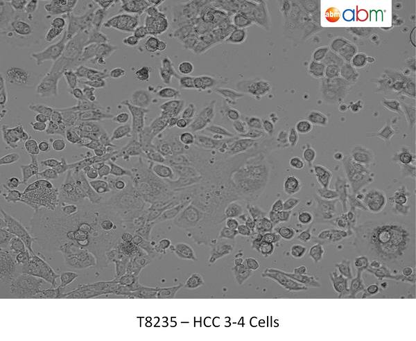 HCC 3-4 Cells | Applied Biological Materials (abm)