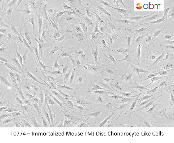 Immortalized Mouse TMJ Disc Chondrocyte-Like Cells | Applied Biological Materials (abm)