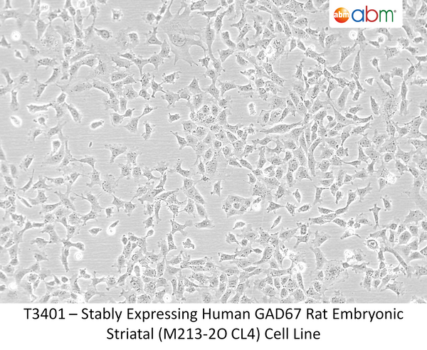 Stably Expressing Human GAD67 Rat Embryonic Striatal (M213-2O CL4) Cell Line | Applied Biological Materials (abm)