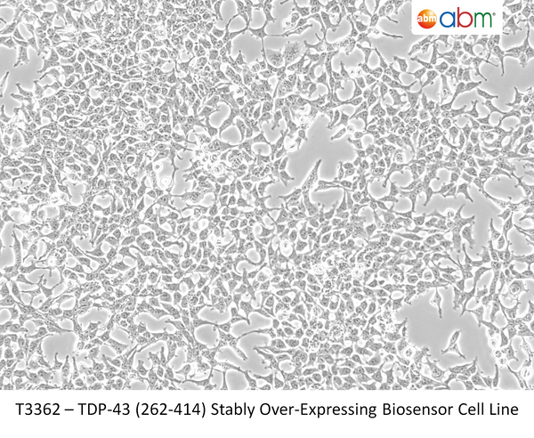 TDP-43 (262-414) Stably Over-Expressing Biosensor Cell Line | Applied Biological Materials (abm)