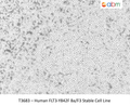 Human FLT3-Y842F Ba/F3 Stable Cell Line | Applied Biological Materials (abm)