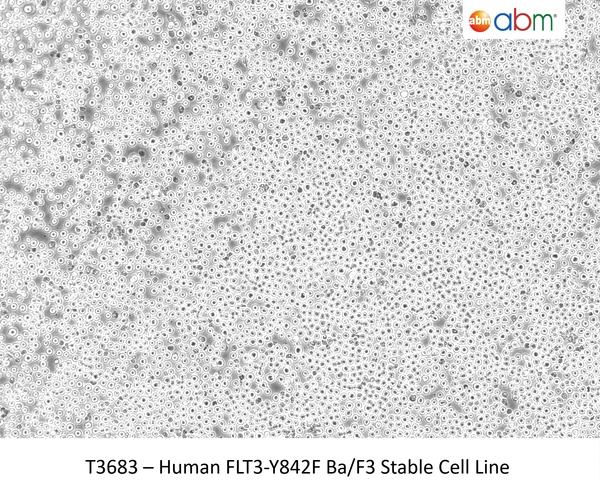 Human FLT3-Y842F Ba/F3 Stable Cell Line | Applied Biological Materials (abm)