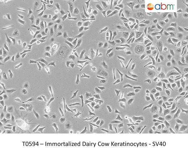 Immortalized Dairy Cow Keratinocytes - SV40 | Applied Biological Materials (abm)