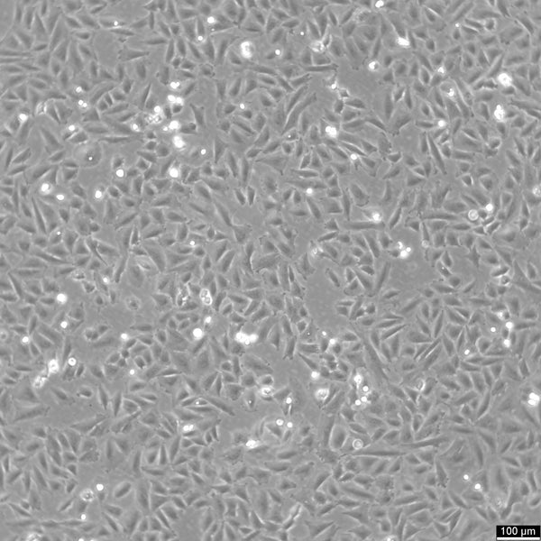 SaOS-2 cell