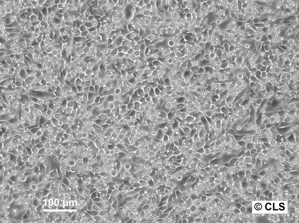 SAT cell