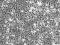 SCL I cell