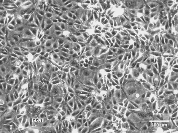 SCL I cell