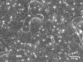 SCL II cell