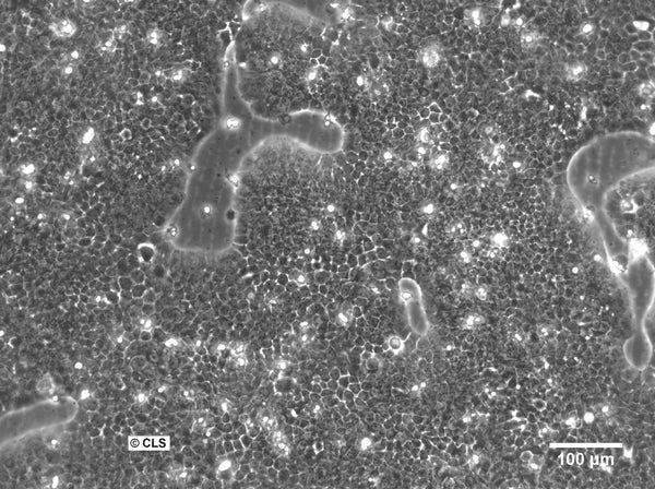 SCL II cell