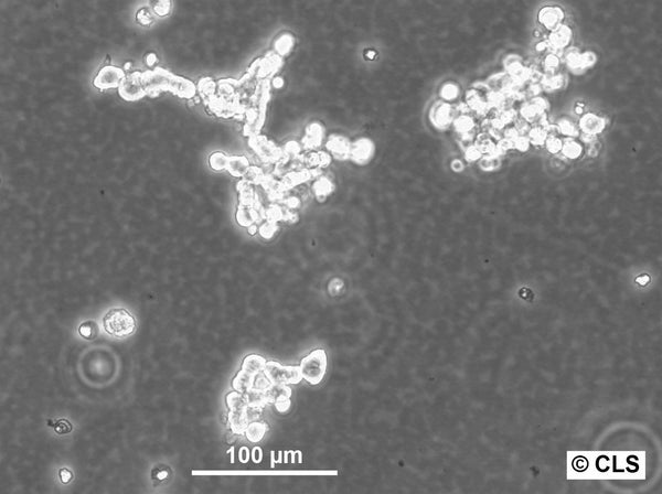 SCLC-22H cell