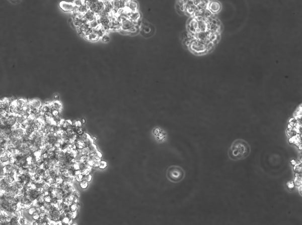 SCLC-24H cell
