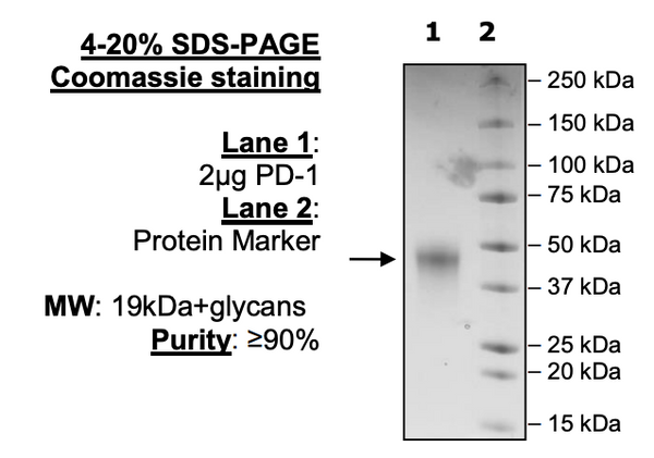 PD-1, Avi-His-Tag (Mouse) Recombinant – Figure 1 of 2