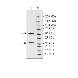 Anti-Beta NGF (Nerve Growth Factor) Neutralizing Antibody – Figure 1 of 2