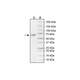 p85α, His-tag Recombinant – Figure 1 of 1