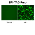 SF1 Reporter Lentivirus – Figure 1