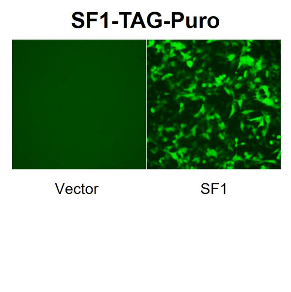 SF1 Reporter Lentivirus – Figure 1