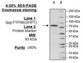 SHP-1 (PTPN6), GST-Tag (1-577) Recombinant – Figure 1 of 2
