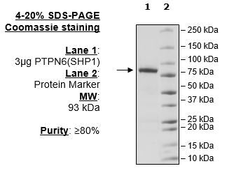 SHP-1 (PTPN6), GST-Tag (1-577) Recombinant – Figure 1 of 2
