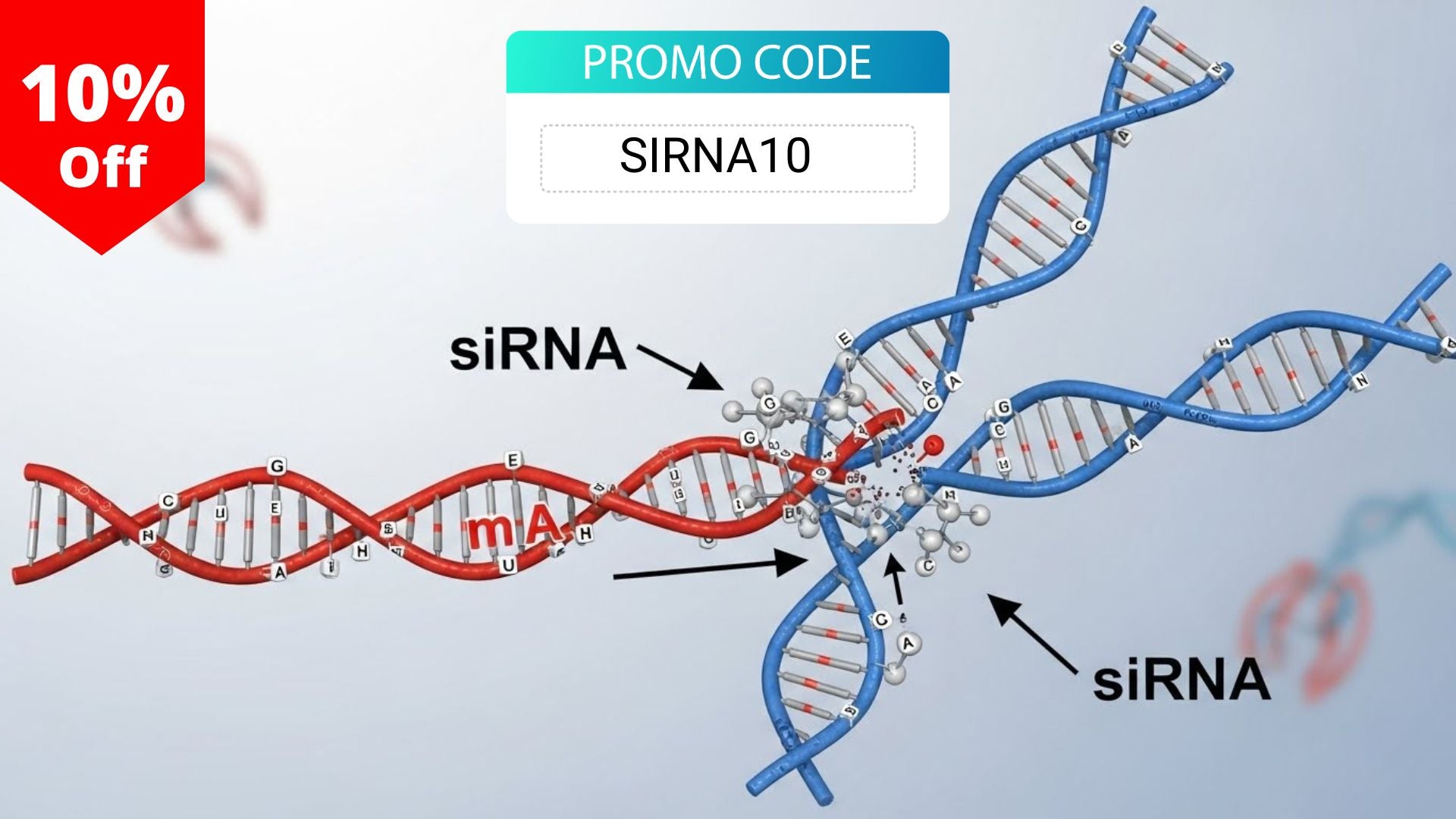 siRNA
