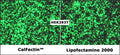 CalFectin™ Mammalian Cell Transfection Reagent – transfected HEK293T cells vs Lipofectamine 2000