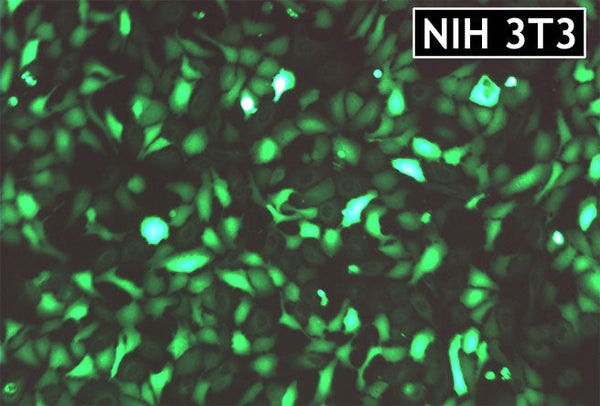 GenJet™ In Vitro DNA Transfection Reagent for 3T3 Cells – GFP transfection in NIH-3T3 cells