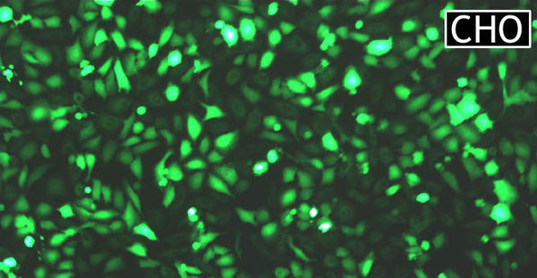 GenJet™ In Vitro DNA Transfection Reagent for CHO Cells – GFP transfection in CHO cells
