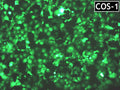 GenJet™ In Vitro DNA Transfection Reagent for COS Cells – GFP transfection in COS-1 cells