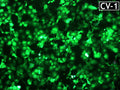 GenJet™ In Vitro DNA Transfection Reagent for CV-1 Cells – GFP transfection in CV-1 cells
