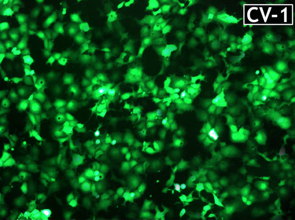GenJet™ In Vitro DNA Transfection Reagent for CV-1 Cells – GFP transfection in CV-1 cells