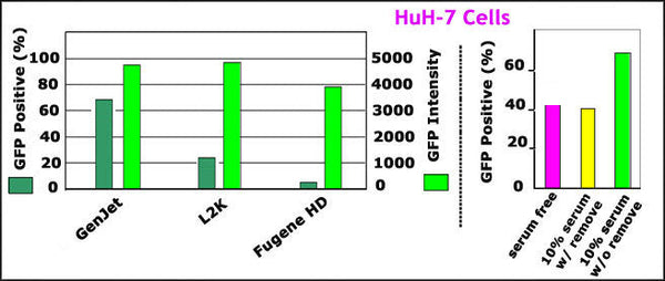 GenJet™ In Vitro DNA Transfection Reagent for HuH-7 Cells – GFP transfection vs L2K and FuGENE® HD; serum/antibiotic effect