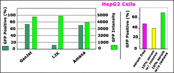GenJet™ In Vitro DNA Transfection Reagent for HepG2 Cells – HepG2 GFP transfection vs L2K and Amaxa®; serum/antibiotic effect